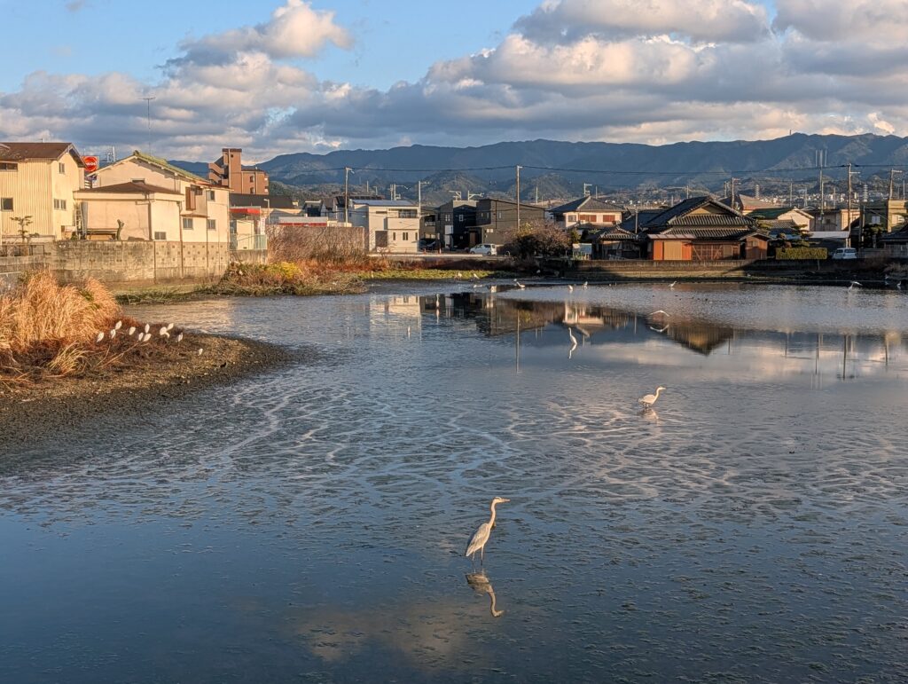 熊取　コウノトリ　飛来　貴重　特別天然記念物　口無池
