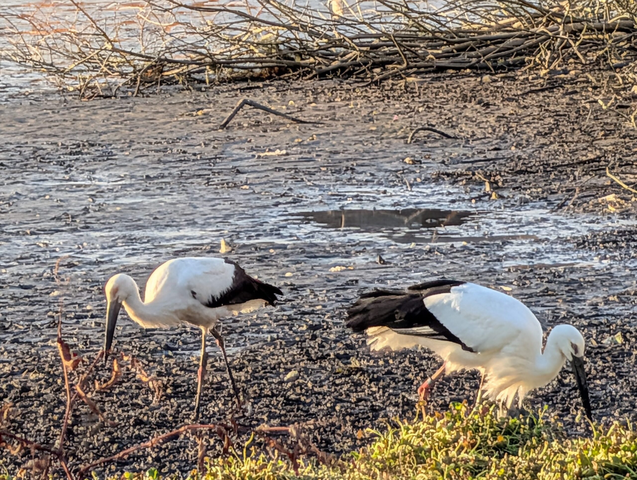 熊取　コウノトリ　飛来　貴重　特別天然記念物　口無池